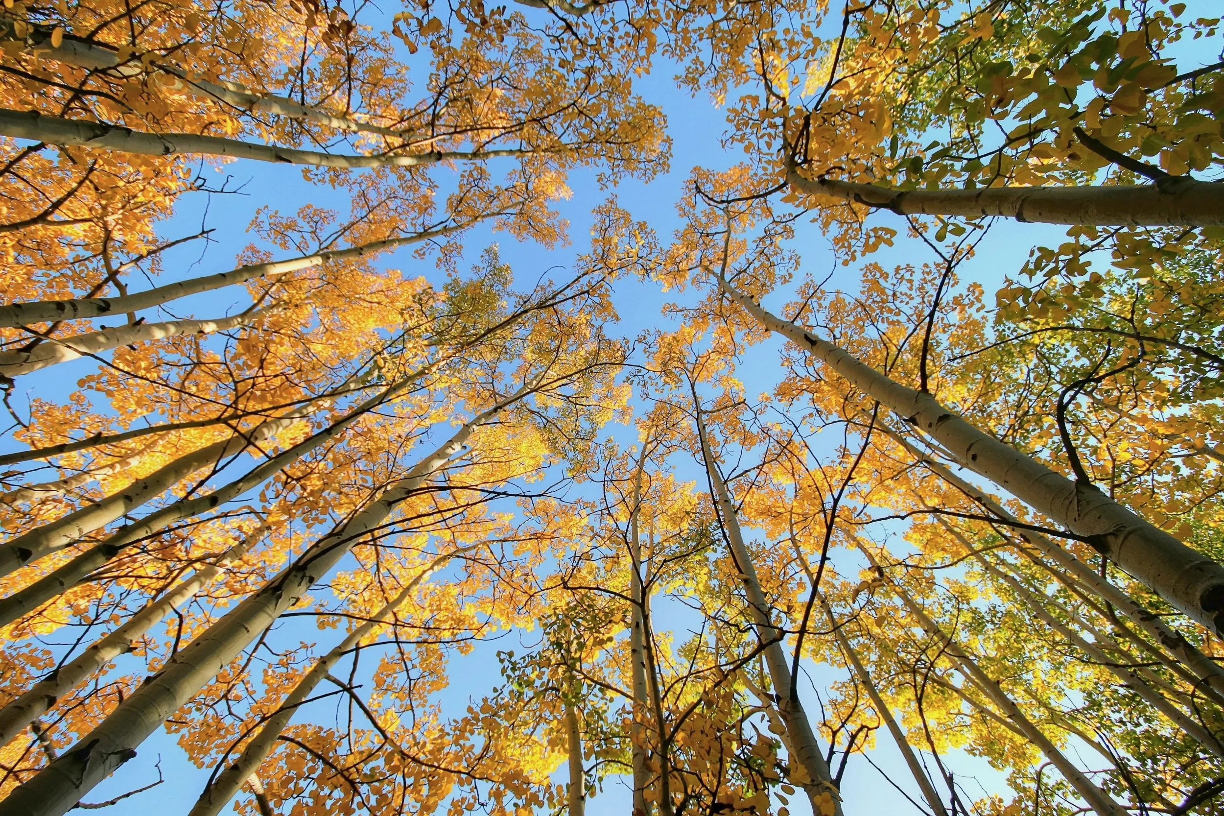 Looking up through a grove of golden aspens